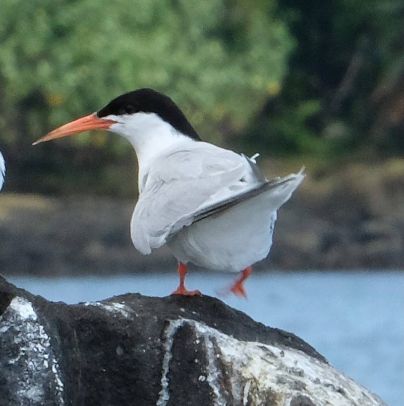 charrán rosado, gaivina-rosada, roseate tern, sterne de dougall, trinta-réis-róseo
